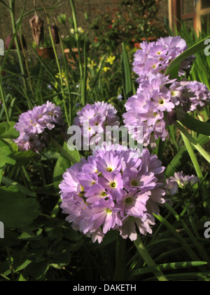 Drumstick Primrose (Primula denticulata), blooming Stock Photo