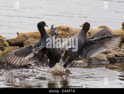 black coot (Fulica atra), two fighting black coots, Germany Stock Photo