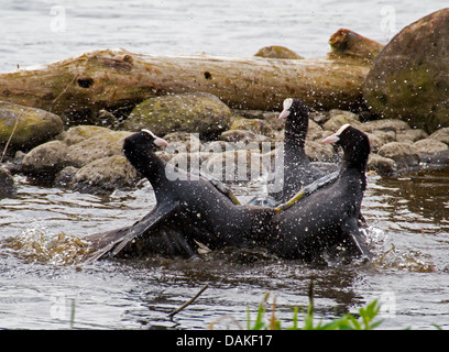 black coot (Fulica atra), three black coots in territorial fight, Germany Stock Photo