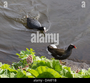 black coot (Fulica atra), chasing a moorhen, Germany Stock Photo