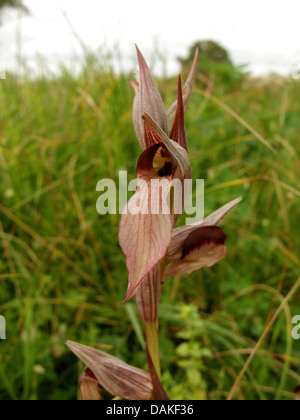 Tongue orchid (Serapias lingua), inflorescence, Greece, Peloponnese Stock Photo