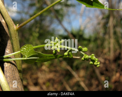 black bryony (Tamus communis), blooming, Greece, Peloponnese Stock Photo