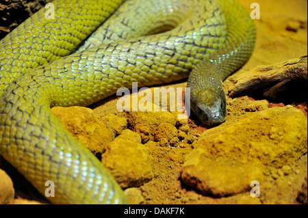 nland Taipan, (Oxyuranus microlepidotus), most venomous land snake of the world, Northern Territory, Australia Stock Photo