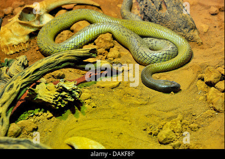 Inland Taipan, (Oxyuranus microlepidotus), most venomous land snake of the world, Northern Territory, Australia Stock Photo