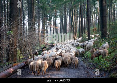 domestic sheep (Ovis ammon f. aries), flock of sheep walking on a forest path, Germany Stock Photo