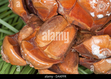 Stone pine, Italian Stone pine, Umbrella Pine (Pinus pinea), pine nuts in a cone Stock Photo