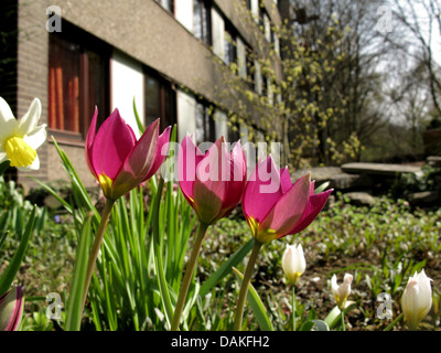 Dwarf Tulip, Crocus Tulip (Tulipa pulchella 'Persian Pearl', Tulipa pulchella Persian Pearl), cultivar Persian Pearl, blooming in a front garden, Germany Stock Photo