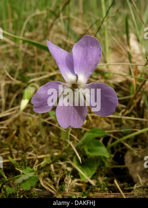 Hairy violet (Viola hirta), flower, Germany, North Rhine-Westphalia Stock Photo