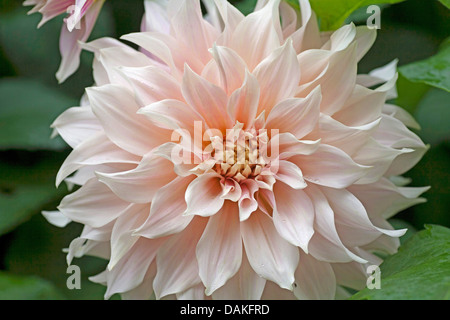 georgina (Dahlia 'Cafe au lait', Dahlia Cafe au lait), cultivar Cafe au lait Stock Photo