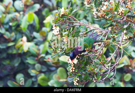 Papuan Lorikeet (Charmosyna papou) feeding on flowers in misty cloud forest in Enga Province, Papua New Guinea Stock Photo