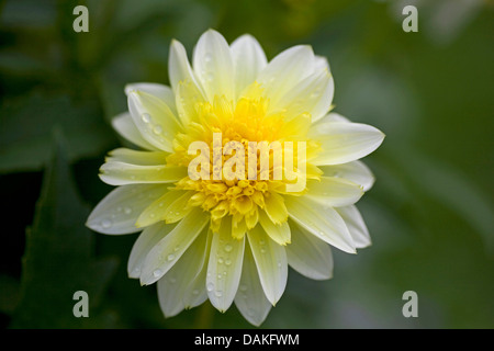 georgina (Dahlia 'Freyas Paso Doble', Dahlia Freyas Paso Doble), cultivar Freyas Paso Doble Stock Photo