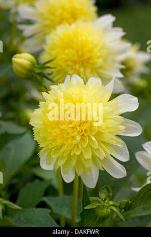 georgina (Dahlia 'Freyas Paso Doble', Dahlia Freyas Paso Doble), cultivar Freyas Paso Doble Stock Photo