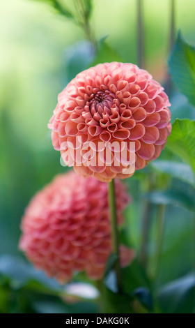 georgina (Dahlia 'Jomanda', Dahlia Jomanda), cultivar Jomanda Stock Photo