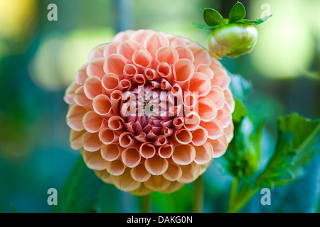 georgina (Dahlia 'Jomanda', Dahlia Jomanda), cultivar Jomanda Stock Photo