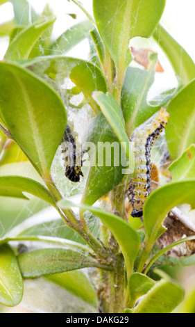 Box Tree Moth (Glyphodes perspectalis, Cydalima perspectalis), caterpillars at boxwood, Germany Stock Photo