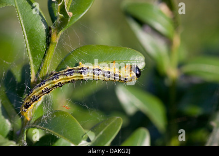Box Tree Moth (Glyphodes perspectalis, Cydalima perspectalis), caterpillar at boxwood, Germany Stock Photo