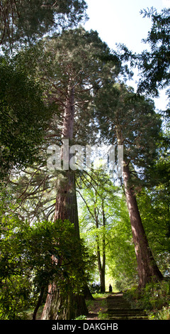 giant sequoia, giant redwood (Sequoiadendron giganteum), in a park, Germany, Baden-Wuerttemberg, Michaelsberg