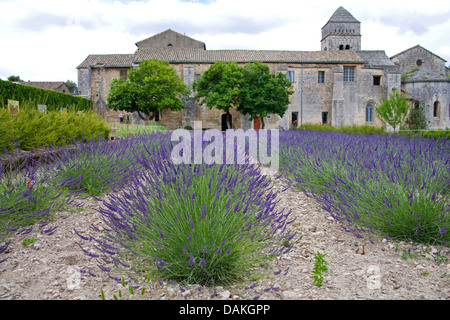 lavender (Lavandula angustifolia), lavender fields in front of Saint-Paul-de-Mausole abbey, France, Provence, Saint-Remy-de-Provence Stock Photo