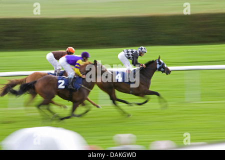domestic horse (Equus przewalskii f. caballus), horse racing Stock Photo