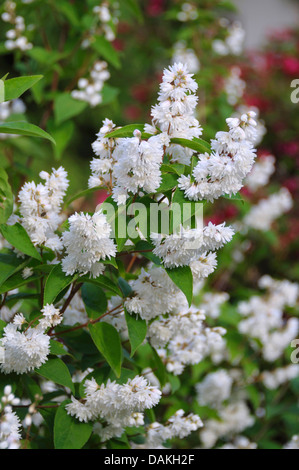 deutzia (Deutzia scabra 'Candidissima', Deutzia scabra Candidissima), cultivar Candidissima Stock Photo
