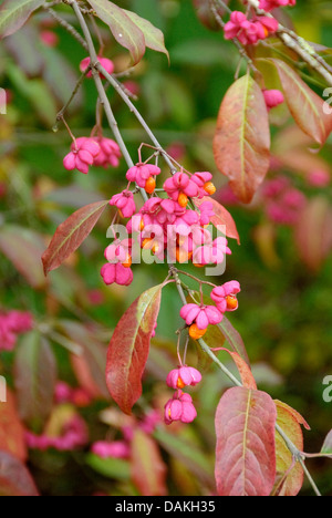 European spindle-tree (Euonymus europaeus 'Red Cascade', Euonymus europaeus Red Cascade), cultivar Red Cascade, Netherlands Stock Photo