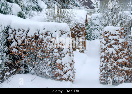 common beech (Fagus sylvatica), snow-covered beech hedge, Germany, Saxony Stock Photo