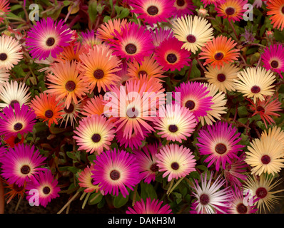 Group of multi-coloured mesembryanthemum flowers Stock Photo