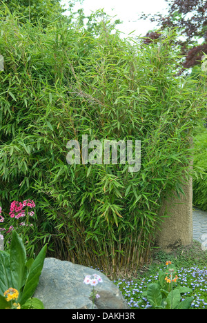 hay kaktus AMFG Hay Cactus Jack! main image 0