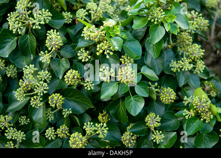 Ivy (Hedera helix 'Arbori Compact', Hedera helix Arbori Compact), cultivar Arbori Compact Stock Photo