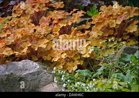 Heuchera  (Heuchera 'Caramel', Heuchera Caramel), cultivar Caramel Stock Photo