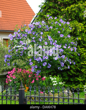 shrubby althaea, rose-of-Sharon (Hibiscus syriacus 'Oiseau Bleu', Hibiscus syriacus Oiseau Bleu), cultivar Oiseau Bleu, in a front garden Stock Photo