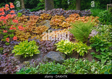 Hosta (Hosta 'Gold Standard', Hosta Gold Standard), cultivar Gold Standard Stock Photo