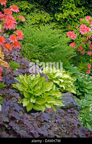 Hosta (Hosta 'Gold Standard', Hosta Gold Standard), cultivar Gold Standard with mit Heuchera Palace Purple Stock Photo