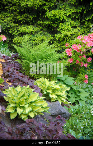 Hosta (Hosta 'Gold Standard', Hosta Gold Standard), cultivar Gold Standard with mit Heuchera Palace Purple Stock Photo