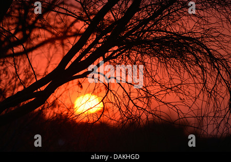 A dust storm filters the sun at sunset in the Sonoran Desert,Tucson, Arizona, USA. Stock Photo