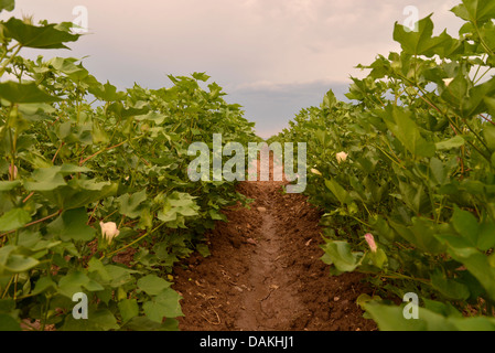 Cotton grows in Marana, Arizona, USA. Stock Photo