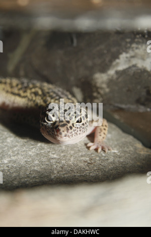 leopard gecko on slate tile in vivarium Eublepharis macularius Stock Photo