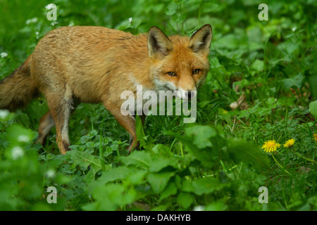 red fox (Vulpes vulpes), ranging a glade, Germany Stock Photo
