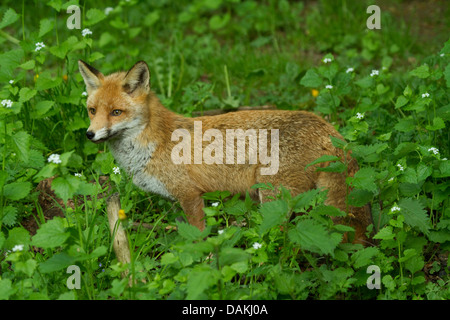red fox (Vulpes vulpes), ranging a glade, Germany Stock Photo