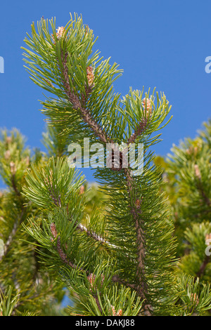 Mountain pine, Mugo pine (Pinus mugo), branch with cone, Germany Stock Photo