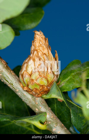 artichoke gall wasp, larch cone gall cynipid, hop gall wasp (Andricus fecundator, Andricus foecundatrix), oak artichoke gall, Germany Stock Photo