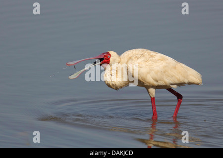 African spoonbill (Platalea alba), standing in shallow water and eating a fish, South Africa, Mkuzi Game Reserve Stock Photo