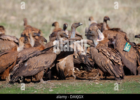 griffon vulture (Gyps fulvus), group feeding a cadaver in a meadow, Spain, Extremadura Stock Photo