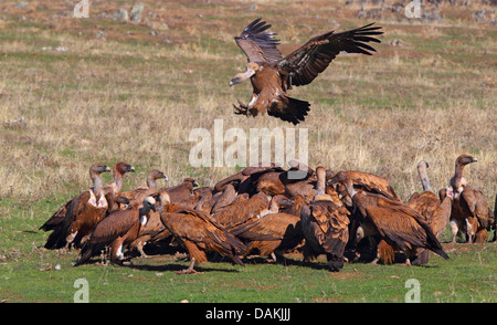 griffon vulture (Gyps fulvus), group feeding a cadaver in a meadow, Spain, Extremadura Stock Photo