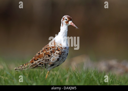 ruff (Philomachus pugnax), in a meadow, Netherlands, Frisia Stock Photo