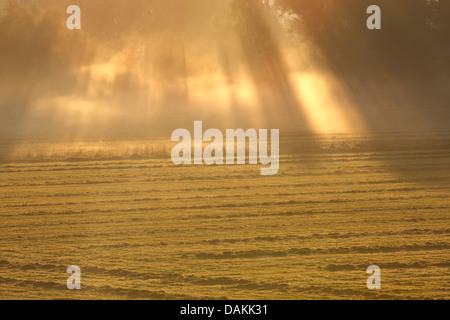 sunbeams breaking through fog, Netherlands, Gelderland, Millingen, Kekerdom Stock Photo