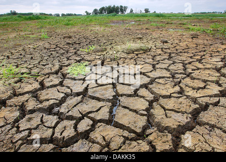 cracked soil ground in dried wetlands, Belgium, Blankaart Nature Reserve Stock Photo