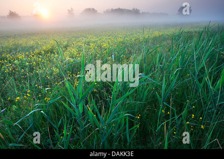reed grass, common reed (Phragmites communis, Phragmites australis), view at the sunset over reed and a flower meadow in morning mist, Belgium, Natuurreservaat Langemeersen Stock Photo
