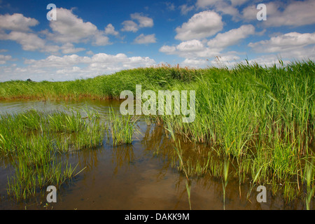 reed grass, common reed (Phragmites communis, Phragmites australis), in shallow water, Belgium, Natuurreservaat, Blankaart Stock Photo