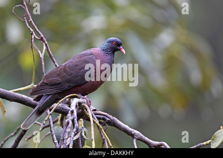 laurel pigeon (Columba junoniae), male sitting in a fig tree, Canary Islands, La Palma Stock Photo